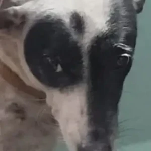 A Black and White Indie Dog Missing from Dadar East, Parsi Colony