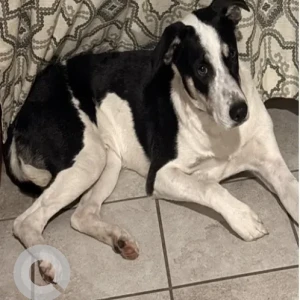 A Black and White Lab/Cattle X Dog Missing from Near Agawam Police station