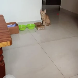 A Orange Tabby Cat Missing from S.G. Palya, Bengaluru-2