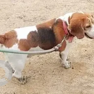 A White-Brown Mix Beagle Dog Found from Sittalapakkam, Chennai