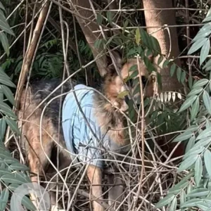 A Black and Brown German Shepherd Dog Found from Chikkagubbi Village-2