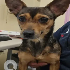 A Black and Brown Chihuahua Mix Dog Found from Harold St Dorchester