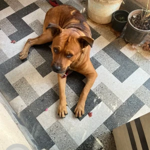 A Brown Pitbull mix Dog Found from Landewadi Bhosari MIDC-2