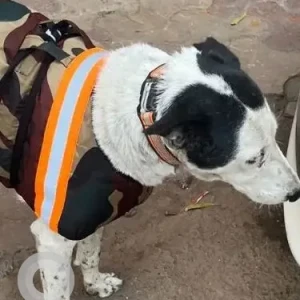 A Black and White Indie Dog Missing from Sapphire School Gate, Sector 70