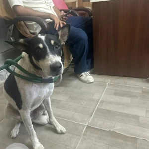 A Black and White Indie Dog Missing from Malviya Nagar, New Delhi-2
