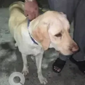 A White Labrador Dog Found from Nagarbhavi