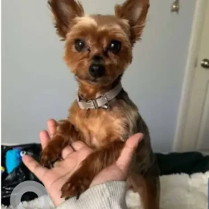 A Black and Brown Yorkshire Terrier Dog Missing from Shawmut Ave & Trinity St.
