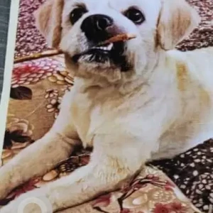 A White Lasha Apsho Dog Missing from Nehru Nagar, Ghaziabad