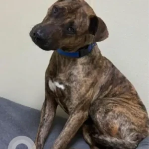 A Dusky Lab Mix Dog Missing from Bainridge Rd & Prouty Ln