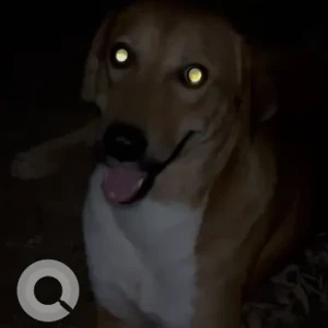 A Brown Indie Dog Missing from Tughlakabad ABC-2