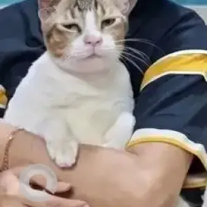 A Grey-White Mix Indie Cat Missing from MSEB colony, Santacruz-4