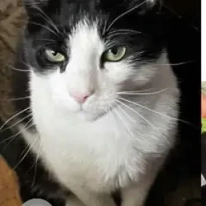 A Black and White Domestic short hair Cat Missing from 93 Eaton street