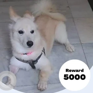 A White Pomeranian Dog Missing from Turbhe, Sector 23