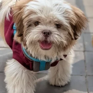 A White Shih Tzu Dog Missing from Wadeshwar nagar