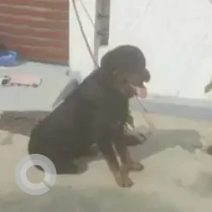 A Black and Brown Rottweiler Dog Found from Yelwala, Ganapathi temple