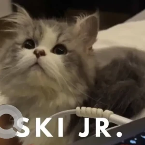 A Grey-White Mix Persian Cat Missing from Chennai