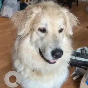 A White Great Pyrenees Dog Missing from Seaview Rd./Old Plymouth Rd