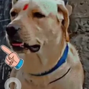 A White Labrador Dog Missing from Sector 77