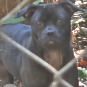 A Black Pitbull Dog Found from Dmart Satara Road