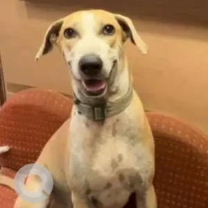 A White-Brown Mix Indie Dog Missing from Pillayar Kovil, Teynampet