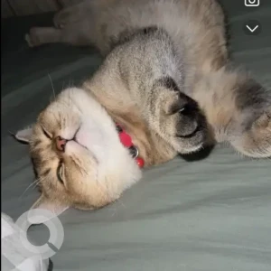 A Grey-White Mix Domestic Shorthair Cat Missing from Alflah-2