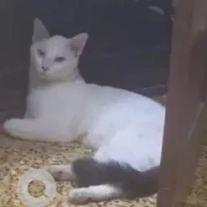 A Black and White Indie Cat Missing from Madipakkam, Chennai-2