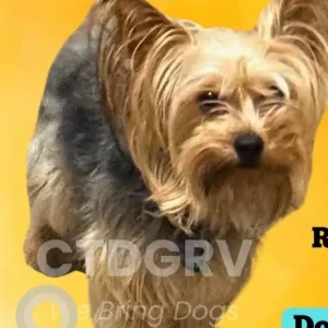 A White-Brown Mix Silver Yorkie Dog Missing from Washington Ave Area