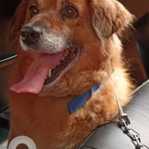 A Brown Indie Dog Missing from Kumaripati, Manbhawan-2