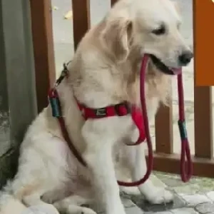 A Brown Retriever Dog Missing from Lava Kusha park, Kuvempunagar