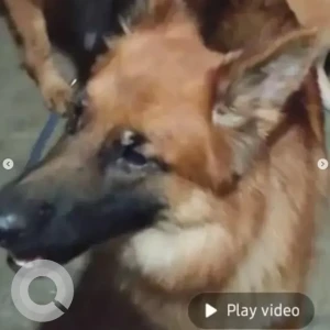 A Brown German Shepherd Dog Missing from Cooke Town, Bengaluru
