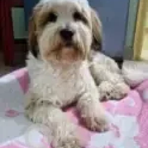 A White Tibetan Terrier-Shih Tzu mix Dog Found from Murthy Layout, Kothanur-2