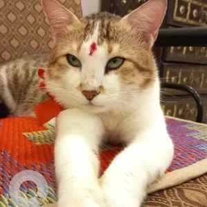 A White and Grey Indie Cat Missing from Arpora, Candolim