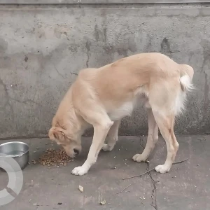 A White-Brown Mix Indie Dog Missing from Ashok Nagar, Pune