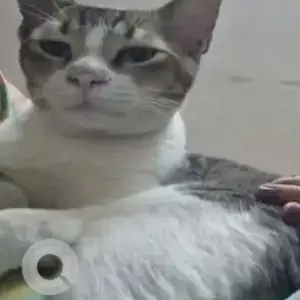 A Grey-White Mix Indie Cat Missing from MSEB colony, Santacruz