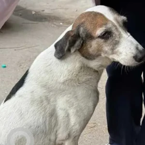 A Black and Brown Indie Dog Found from Green Park, opposite Larning Matters School-2