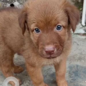 Male Indie Dog Adoption for Adoption in Malad