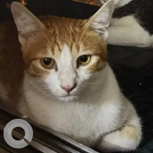 A White-Brown Mix Ginger Cat Missing from Mumbai