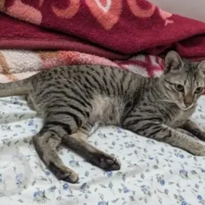 A Black and White Indie Tabby Cat Missing from J. P. Nagar, Bengaluru-2