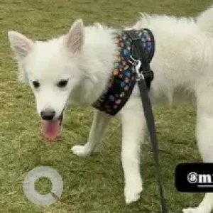 A White Pomeranian Dog Missing from Ananth Nagar Electronic city