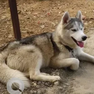 A Grey-White Mix Husky Dog Missing from Hosabyrohalli-2