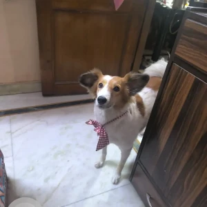 A White-Brown Mix Indie Dog Missing from Model town-2