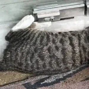 A Black and Brown Indie Cat Found from Kalyani Nagar, Pune-2