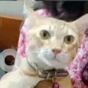 A Orange Indie Cat Missing from Chennai-2