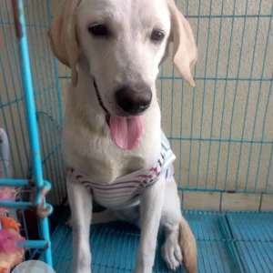 A White Labrador Dog Found from Kothrud, Gaothan-2