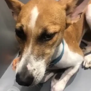 A White-Brown Mix Indie Dog Missing from Juhu, Gulmohar Cross