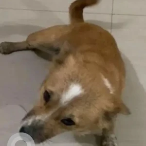 A Brown Indie Dog Missing from D-sector near Garden dew school-2