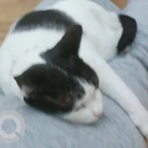 A Black and White Domestic Shorthair Cat Missing from Jebel Ali-3