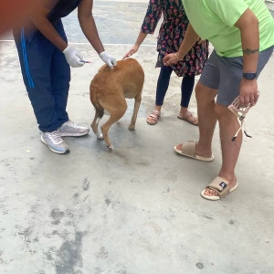 Rabies vaccination-78