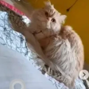 A Orange Persian mix Cat Missing from Pramukh aqua heights-2