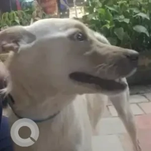 A White Indie Pomeranian mix Dog Found from Smart Bazar, RBI Layot, JP Nagar-2